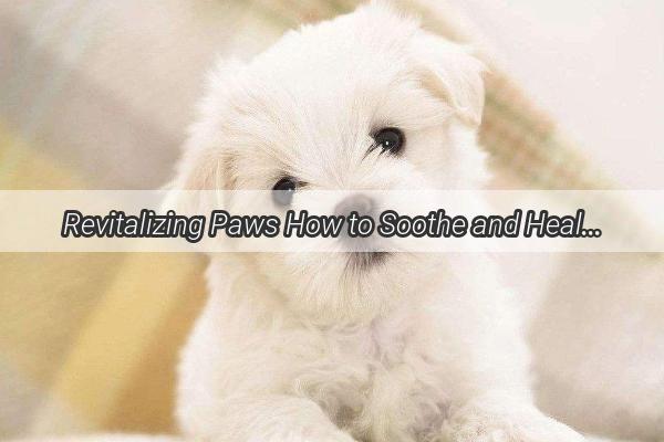 Revitalizing Paws How to Soothe and Heal Your Dogs Dry Flaky Feet